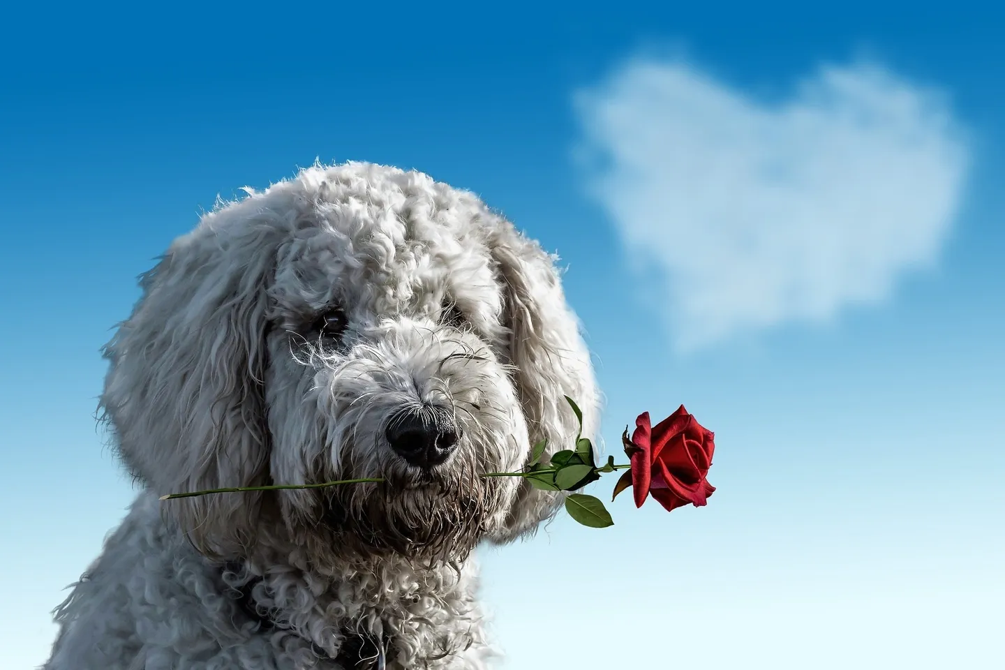 Romantisk hund